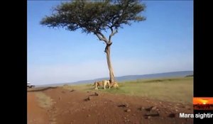 Une lionne vient aider son petit lionceau coincé dans un arbre