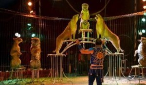 Les animaux sauvages sont désormais interdits dans les cirques à Paris