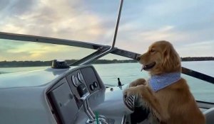 A l'aise, ce chien se balade en conduisant son bateau...