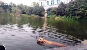 Un cygne attaque un chien dans un lac