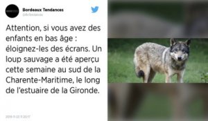 Un loup identifié en Charente-Maritime, une première dans ce département