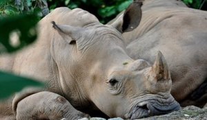 Le dernier rhinocéros de Sumatra de Malaisie est mort