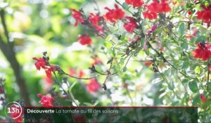 Feuilleton : la tomate au fil des saisons (1/5)