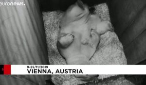 Dans le zoo de Vienne, en Autriche, un petit ours polaire est né