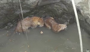 Sauvetage de 2 léopards piégés dans un puits