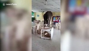 Incursion d'un éléphant dans la cantine de cette base militaire en Inde !