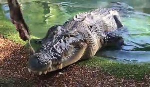 La morsure d'un crocodile vue de près : incroyable