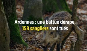 Ardennes : une battue dérape, 158 sangliers sont tués