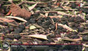 Alpes Maritimes : une année noire pour les producteurs d'olives