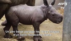 Naissance d'un rhinocéros blanc dans un zoo en Belgique