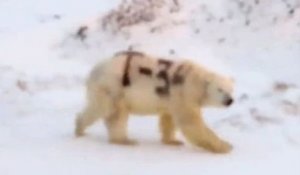 Russie : un ours polaire «tagué» pourrait être en danger