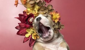 Pour contrer les clichés sur les pit bulls, cette photographe réalise des portraits d'eux avec des couronnes de fleurs pour une campagne d'adoption