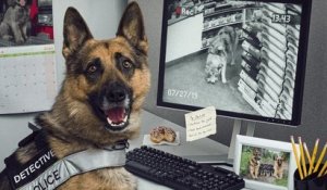 12 chiens policiers, véritables héros d'un calendrier hilarant