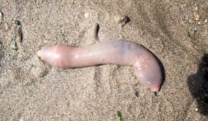 Des milliers de "poissons pénis" de 25 centimètres en moyenne, sont apparus cette semaine sur une plage californienne