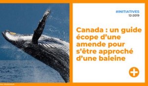 Canada : un guide écope d’une amende pour s’être approché d’une baleine