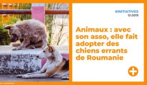 Animaux : avec son asso, elle fait adopter des chiens errants de Roumanie