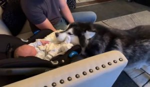 Le malamute d'Alaska rencontre le bébé pour la première fois