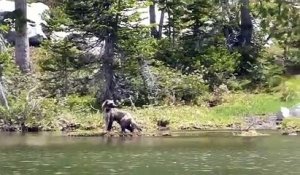 Il filme un animal mystérieux en pleine chasse dans le Montana : un glouton ou wolverine