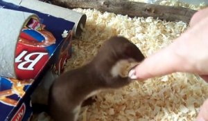 Voici L Animal Le Plus Adorable Du Monde Bebe Alpaga Sur Orange Videos