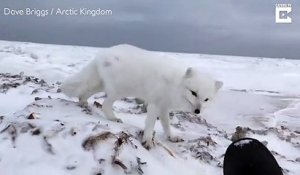 Ce renard polaire rend visite à un photographe sur la banquise