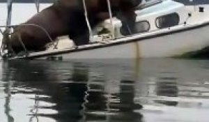 Quand 2 lions de mer viennent squatter un petit bateau !