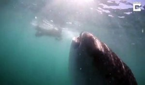 Assistez au repas d'un énorme requin baleine : impressionnant