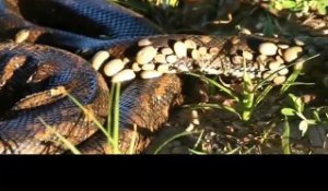 Un python recouvert de centaines de tiques parasites