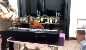 Cette poule joue du piano avec son bec !