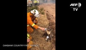 Incendies en Australie: un pompier donne de l’eau à un koala