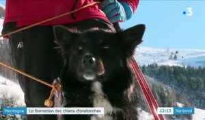 Montagne : comment sont formés les chiens d'avalanches ?