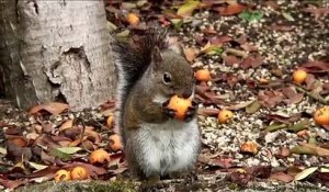 Cet écureuil est complètement ivre après avoir mangé des fruits pourris