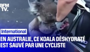 En Australie, un cycliste s'arrête pour hydrater un koala
