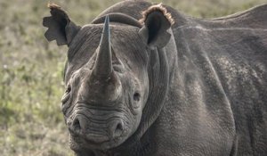 Fausta, la rhinocéros noire la plus âgée du monde est décédée à 57 ans
