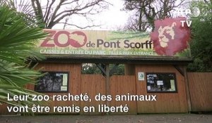 Une ONG lance une cagnotte et rachète un zoo pour "libérer" les animaux