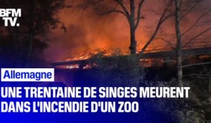 Une trentaine de singes meurent dans l'incendie d'un zoo en Allemagne