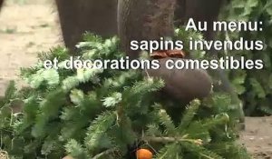 Festin de nöel à base de sapins pour les animaux du zoo de Berlin