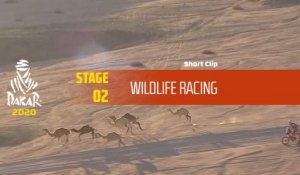 Dakar 2020 - Étape 2 / Stage 2 - Wildlife Racing