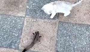 Un phalanger volant dompte un chat