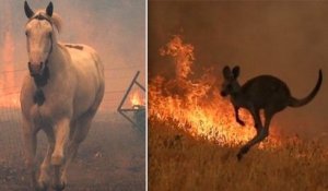 Plus d'un milliard d'animaux ont péri dans les incendies qui ravagent l'Australie