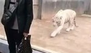 Jouer à 1,2,3 soleil avec un tigre blanc au zoo