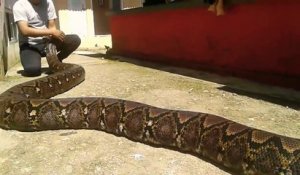 Le python qu'il manipule est le plus gros du monde