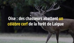 Oise : des chasseurs abattent un célèbre cerf de la forêt de Laigue