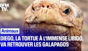 Diego, la tortue à l’immense libido, va retrouver les îles Galápagos