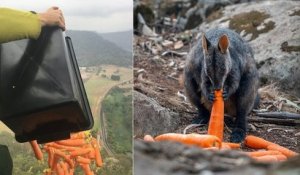 En Australie, des avions parachutent des kilos de nourriture fraîche pour les animaux affamés