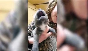 Adorable : quand un chiot apprend à hurler