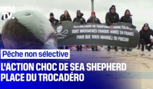 Sea Shepherd exhibe deux cadavres de dauphins à Paris pour dénoncer la pêche non sélective