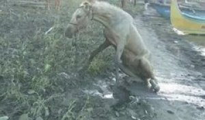 Philippines: Des chevaux rescapés de l'éruption du volcan Taal