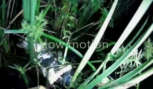 Il libère un alligator piégé par un python dans les marais de Floride