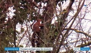 Environnement : dans l'Oise, un passage protégé pour les écureuils