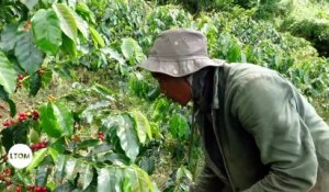 Martinique : Le retour du café